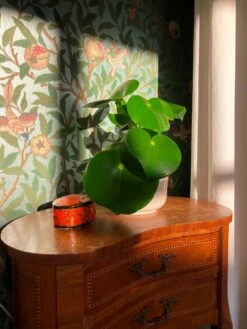 Tapete Jakobine Pastelltürkis Perlglanz -Tapeten Verkäufe Jakobine P 461471 2880x1440